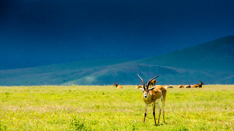 1-Day Explore Lake Manyara National Park