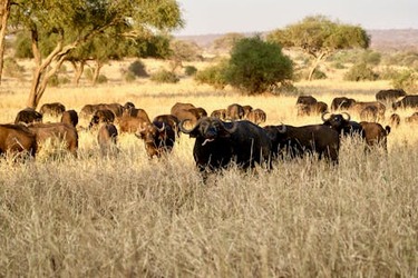 2 Days Tarangire National Park Adventure