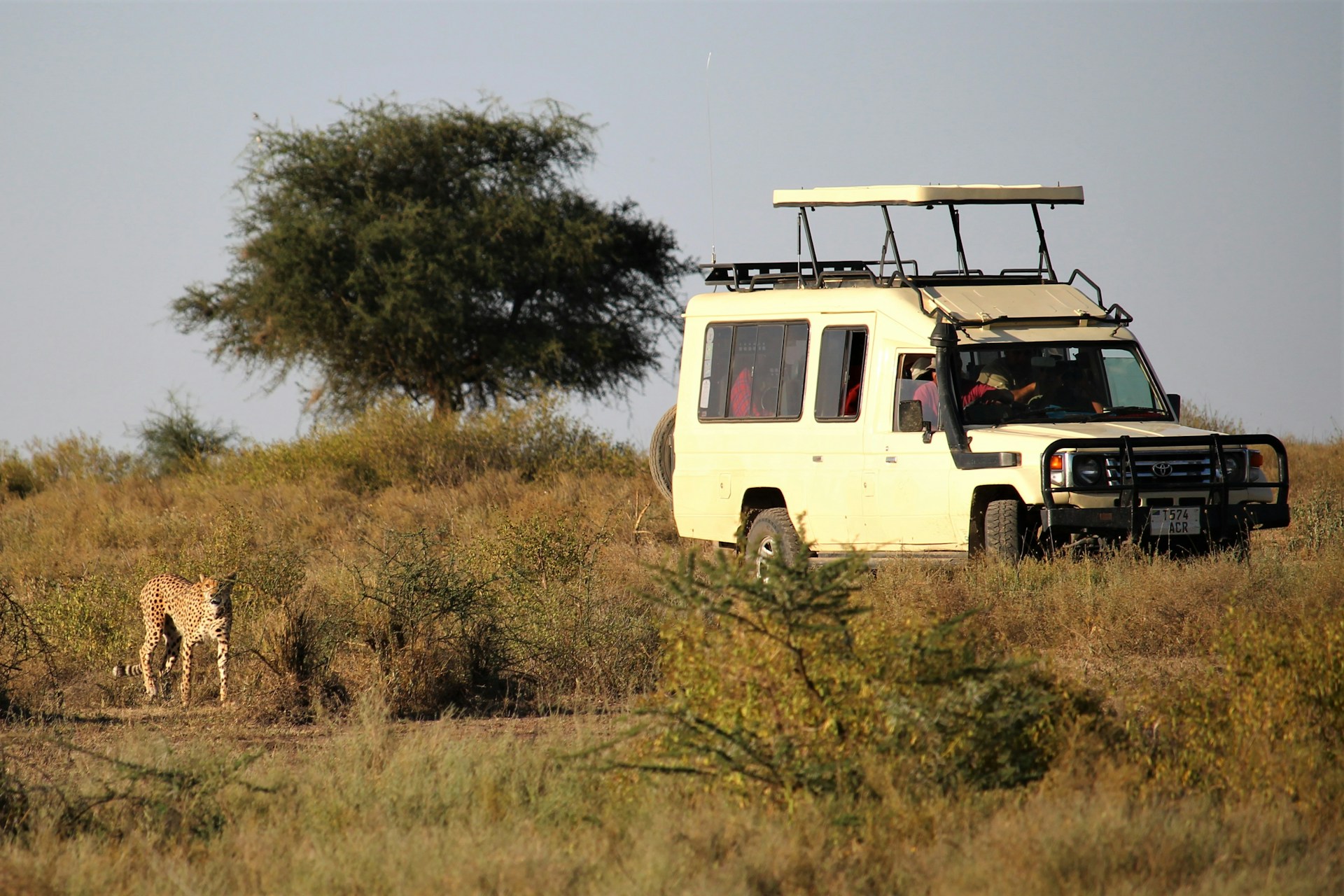 3-Day Mikumi National Park Game Drive + Masai Tour