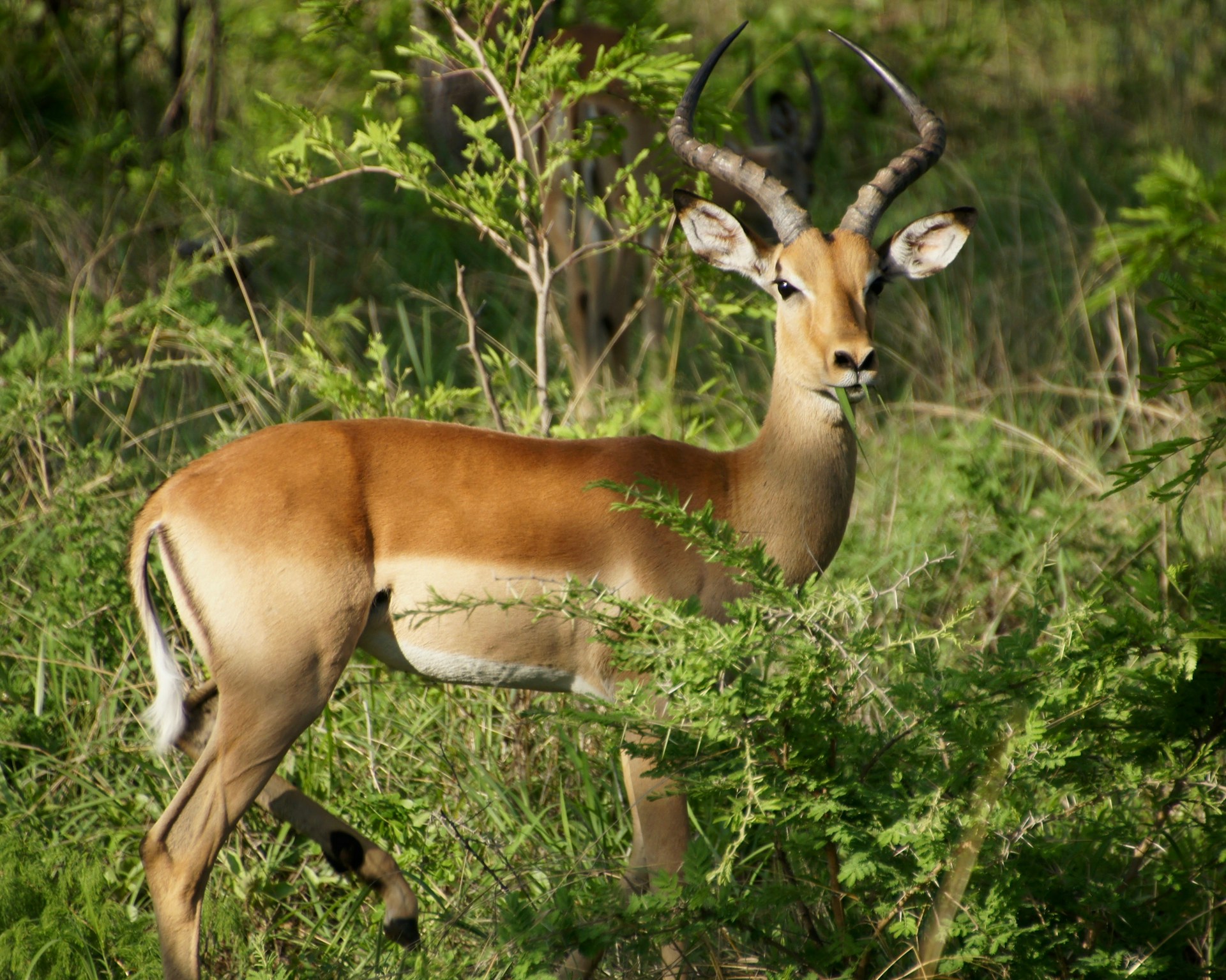 3-Day Selou Tour, Walking and Boat Family Safari