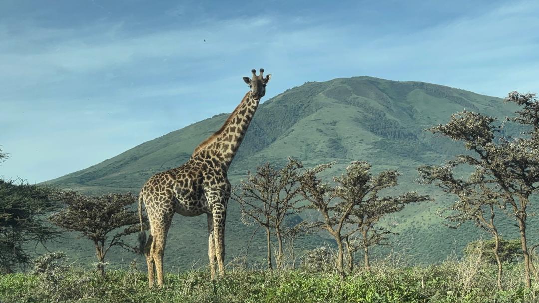 3 - Days Manyara, Ngorongoro and Tarangire